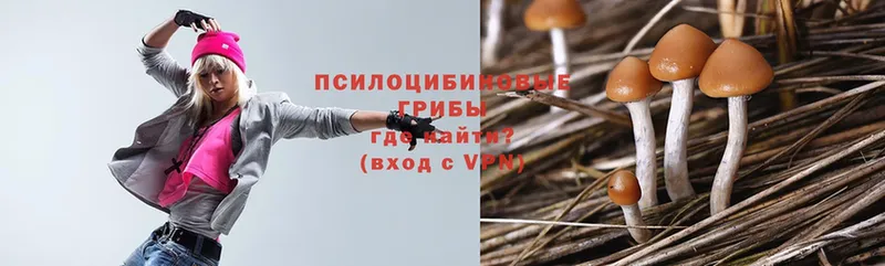 Галлюциногенные грибы Psilocybe  Каспийск 